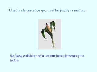 Um dia ela percebeu que o milho já estava maduro. Se fosse colhido podia ser um bom alimento para   todos. 