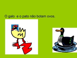O galo e o pato não botam ovos.
 