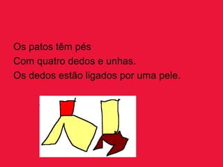 Os patos têm pés
Com quatro dedos e unhas.
Os dedos estão ligados por uma pele.
 
