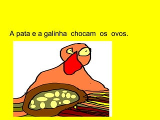 A pata e a galinha chocam os ovos.
 