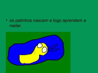 • os patinhos nascem e logo aprendem a
nadar.
 