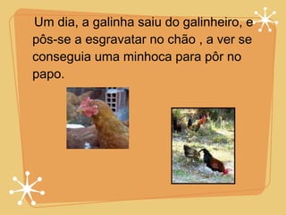 .  Um dia, a galinha saiu do galinheiro, e pôs-se a esgravatar no chão , a ver se conseguia uma minhoca para pôr no papo. 