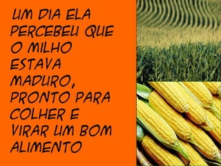 Um dia ela
percebeu que
o milho
estava
maduro,
pronto para
colher e
virar um bom
alimento
 