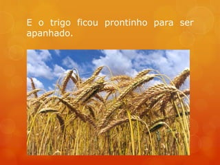 E o trigo ficou prontinho para ser
apanhado.
 