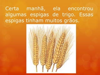 Certa   manhã,   ela   encontrou
algumas espigas de trigo. Essas
espigas tinham muitos grãos.
 