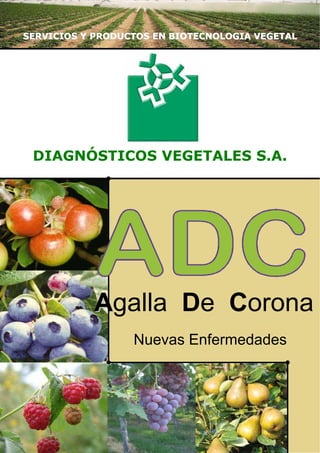SERVICIOS Y PRODUCTOS EN BIOTECNOLOGIA VEGETAL

DIAGNÓSTICOS VEGETALES S.A.

Agalla De Corona
Nuevas Enfermedades

 