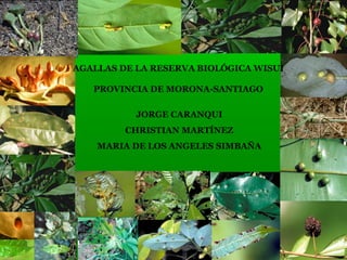 AGALLAS DE LA RESERVA BIOLÓGICA WISUI 
PROVINCIA DE MORONA-SANTIAGO 
JORGE CARANQUI 
CHRISTIAN MARTÍNEZ 
MARIA DE LOS ANGELES SIMBAÑA 
 
