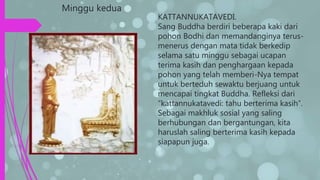 Minggu kedua
KATTANNUKATAVEDI.
Sang Buddha berdiri beberapa kaki dari
pohon Bodhi dan memandanginya terus-
menerus dengan mata tidak berkedip
selama satu minggu sebagai ucapan
terima kasih dan penghargaan kepada
pohon yang telah memberi-Nya tempat
untuk berteduh sewaktu berjuang untuk
mencapai tingkat Buddha. Refleksi dari
“kattannukatavedi: tahu berterima kasih”.
Sebagai makhluk sosial yang saling
berhubungan dan bergantungan, kita
haruslah saling berterima kasih kepada
siapapun juga.
 