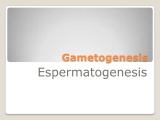Gametogenesis
Espermatogenesis
 