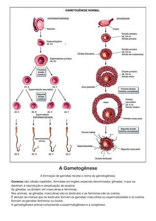 A Gametogênese
A formação de gametas recebe o nome de gametogênese.
Gametas são células haplóides, formadas em órgãos especiais denominados gônadas, e que se
destinam à reprodução e perpetuação da espécie.
As gônadas se dividem em masculinas e femininas.
Nos animais, as gônadas masculinas são os testículos e as femininas são os ovários.
É através da meiose que os testículos formam os gametas masculinos ou espermatozóides e os ovários
formam os gametas femininos ou óvulos.
A gametogênese animal compreende a espermatogênese e a ovogênese.
 