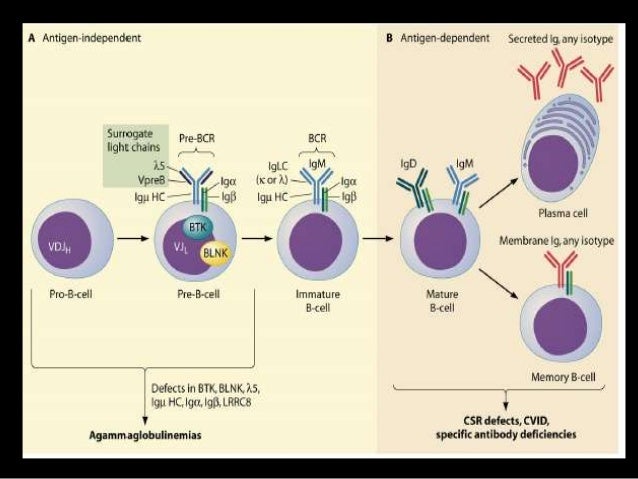 x linked agammaglobulinemia x linked agammaglobulinemia