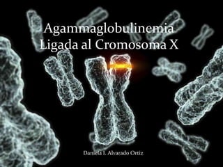 Agammaglobulinemia
Ligada al Cromosoma X


Daniela I. Alvarado Ortiz




              Daniela I. Alvarado Ortiz
 