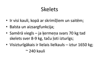 SkeletsIr visi kauli, kopā ar skrimšļiem un saitēm;Balsta un aizsargfunkcija;Samērā viegls – ja ķermeņa svars 70 kg tad skelets sver 8-9 kg, taču ļoti izturīgs;Visizturīgākais ir lielais lielkauls – iztur 1650 kg;		~ 240 kauli