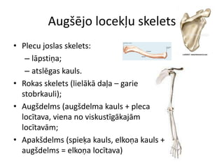 Augšējo locekļu skeletsPlecu joslas skelets:lāpstiņa;atslēgas kauls.Rokas skelets (lielākā daļa – garie stobrkauli);Augšdelms (augšdelma kauls + pleca locītava, viena no viskustīgākajām locītavām;Apakšdelms (spieķa kauls, elkoņa kauls + augšdelms = elkoņa locītava)