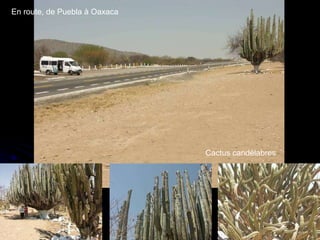 En route, de Puebla à Oaxaca Cactus candélabres 