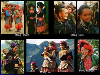 Mong Fleuris Mong Noirs Mong Rouges Mong Hoa 