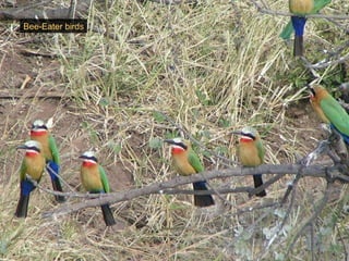 Bee-Eater birds 