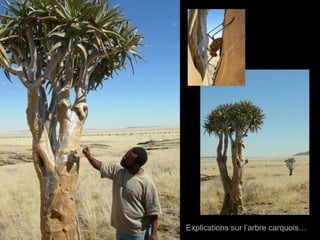 Explications sur l’arbre carquois… 