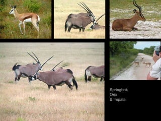 Springbok Orix & Impala 