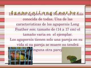 Agaporni long feather La raza de agaporni Long Feather es la más conocida de todas. Una de las caracteristicas de los agap...