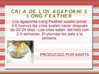CRIA DE LOS AGAPORNIS LONG FEATHER Los agapornis Long Feather suelen poner 4-6 huevos las crías suelen nacer después de 22-24 días . Las crias salen  del nido con 2-3 semanas .El plumaje les sale a la semana. PRODUCIDO POR MARTA. 