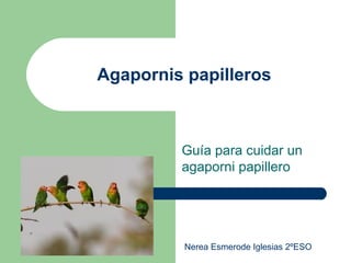 Agapornis papilleros

Guía para cuidar un
agaporni papillero

Nerea Esmerode Iglesias 2ºESO

 
