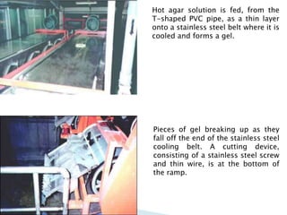 Hot agar solution is fed, from the
T-shaped PVC pipe, as a thin layer
onto a stainless steel belt where it is
cooled and forms a gel.
Pieces of gel breaking up as they
fall off the end of the stainless steel
cooling belt. A cutting device,
consisting of a stainless steel screw
and thin wire, is at the bottom of
the ramp.
 