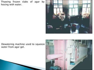 Thawing frozen slabs of agar by
hosing with water.
Dewatering machine used to squeeze
water from agar gel.
 