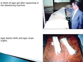 A sheet of agar gel after squeezing in
the dewatering machine.
Agar blocks (left) and agar strips
(right).
 