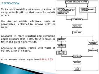 3.EXTRACTION
To increase solubility necessary to extract it
using suitable pH so that some hydrolysis
occurs
the use of certain additives, such as
phosphates, is claimed to improve yields or
colour
Gelidium is more resistant and extraction
under pressure (105-110°C for 2-4 hours) is
faster and gives higher yields.
Gracilaria is usually treated with water at
95-100°C for 2-4 hours.
extract concentrations ranges from 0.8% to 1.5%
 