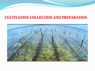 CULTIVATION COLLECTION AND PREPARATION
 