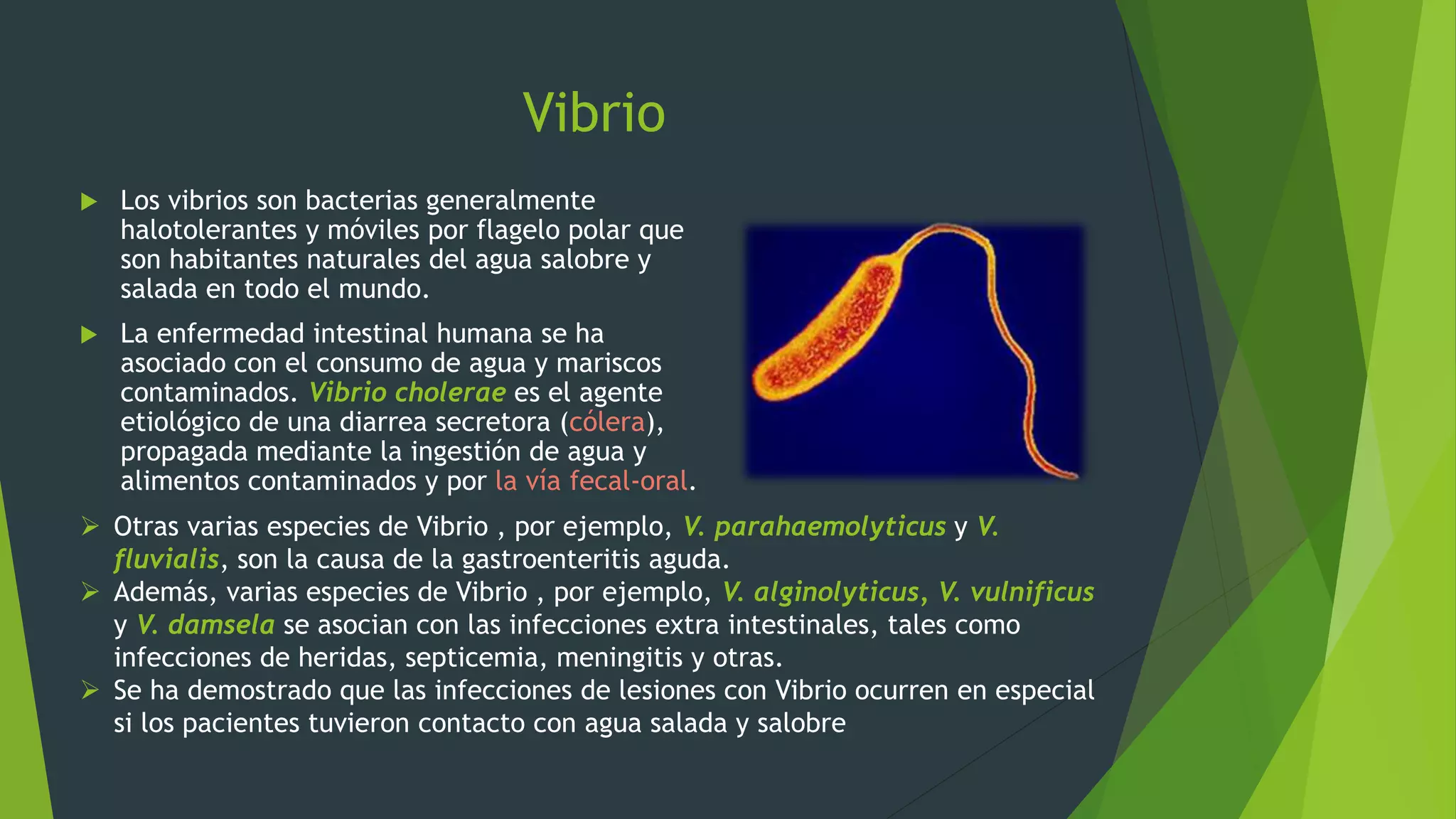 Vibrio
 Los vibrios son bacterias generalmente
halotolerantes y móviles por flagelo polar que
son habitantes naturales del agua salobre y
salada en todo el mundo.
 La enfermedad intestinal humana se ha
asociado con el consumo de agua y mariscos
contaminados. Vibrio cholerae es el agente
etiológico de una diarrea secretora (cólera),
propagada mediante la ingestión de agua y
alimentos contaminados y por la vía fecal-oral.
 Otras varias especies de Vibrio , por ejemplo, V. parahaemolyticus y V.
fluvialis, son la causa de la gastroenteritis aguda.
 Además, varias especies de Vibrio , por ejemplo, V. alginolyticus, V. vulnificus
y V. damsela se asocian con las infecciones extra intestinales, tales como
infecciones de heridas, septicemia, meningitis y otras.
 Se ha demostrado que las infecciones de lesiones con Vibrio ocurren en especial
si los pacientes tuvieron contacto con agua salada y salobre
 