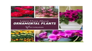 A Garden of Ornamental Plants | PPTX