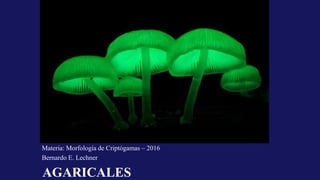 AGARICALES
Materia: Morfología de Criptógamas – 2016
Bernardo E. Lechner
 