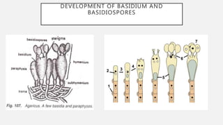 DEVELOPMENT OF BASIDIUM AND
BASIDIOSPORES
 