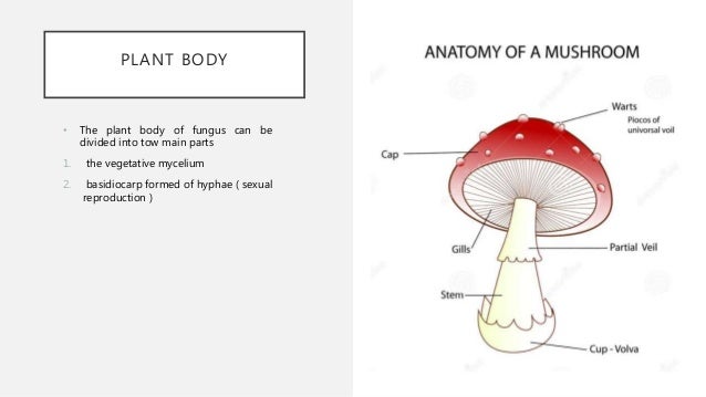 32 Parts Of A Mushroom Diagram - Wiring Diagram Database