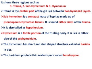 It shows three regions such as
1. Trama, 2. Sub-Hymenium & 3. Hymenium
Trama is the central part of the gill lies between two hymenail layers.
Sub hymenium is a compact mass of hyphae made up of
pseudoparenchymatous tissues. It is found either sides of the trama.
It is also called as hypothecium.
Hymenium is a fertile portion of the fruiting body. It is lies in either
side of the subhymenium.
The hymenium has short and club shaped structure called as basidia
in tips.
The basidium produce thin walled spore called basidospore.
 
