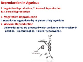 Reproduction in Agaricus
1. Vegetative Reproduction, 2. Asexual Reproduction
& 3. Sexual Reproduction
1. Vegetative Reproduction
It reproduces vegetatively by its perennating mycelium
2. Asexual Reproduction
Chlamydospores are produced which are lateral or intercalary in
position. On germination, it gives rise to hyphae.
 