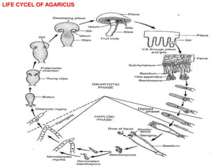 LIFE CYCEL OF AGARICUS
 