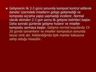Agaricus bisporus'ta aşılama ve I.Misel gelişim aşamaları ve bu ...
