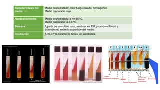 Características del
medio
Medio deshidratado: color beige rosado, homogéneo
Medio preparado: rojo
Almacenamiento: Medio deshidratado: a 10-35 ºC.
Medio preparado: a 2-8 ºC.
Siembra A partir de un cultivo puro, sembrar en TSI, picando el fondo y
extendiendo sobre la superficie del medio.
Incubación A 35-37°C durante 24 horas, en aerobiosis.
 