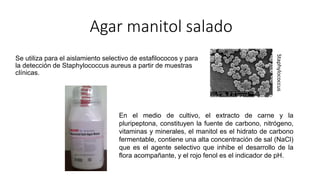 Agar manitol salado
Se utiliza para el aislamiento selectivo de estafilococos y para
la detección de Staphylococcus aureus a partir de muestras
clínicas.
En el medio de cultivo, el extracto de carne y la
pluripeptona, constituyen la fuente de carbono, nitrógeno,
vitaminas y minerales, el manitol es el hidrato de carbono
fermentable, contiene una alta concentración de sal (NaCl)
que es el agente selectivo que inhibe el desarrollo de la
flora acompañante, y el rojo fenol es el indicador de pH.
Staphylococcus
 