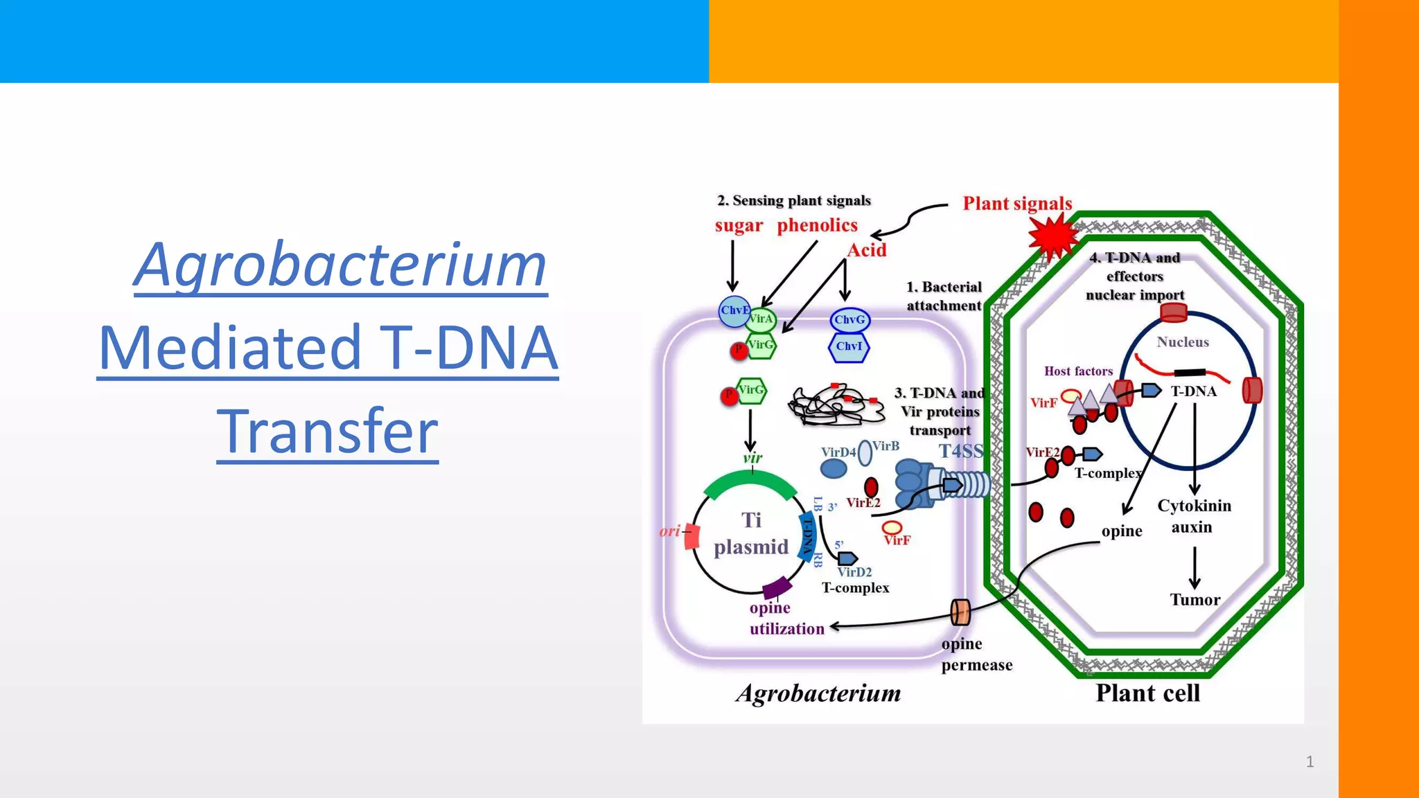 Agrobacterium Mediated Gene Transfer | PPTX