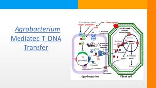 Agrobacterium
Mediated T-DNA
Transfer
1
 