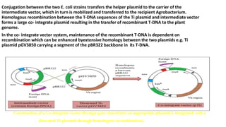 Agarobacterium tumefaciens based ti plasmid vectors | PPTX