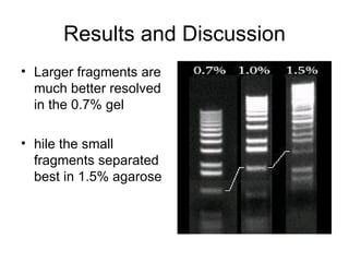 Results and Discussion Larger fragments are much better resolved in the 0.7% gel hile the small fragments separated best in 1.5% agarose  
