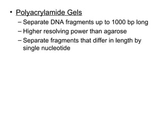 Polyacrylamide Gels Separate DNA fragments up to 1000 bp long Higher resolving power than agarose Separate fragments that differ in length by single nucleotide 