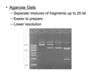 Agarose Gels Separate mixtures of fragments up to 20 kb Easier to prepare Lower resolution 