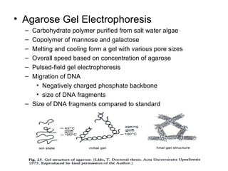 Agarose Gel Electrophoresis Carbohydrate polymer purified from salt water algae Copolymer of mannose and galactose Melting and cooling form a gel with various pore sizes Overall speed based on concentration of agarose Pulsed-field gel electrophoresis Migration of DNA Negatively charged phosphate backbone size of DNA fragments Size of DNA fragments compared to standard 