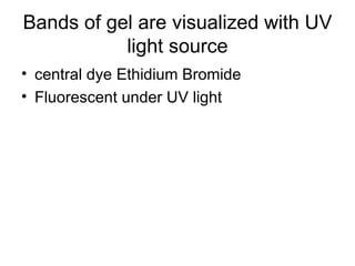 Bands of gel are visualized with UV light source central dye Ethidium Bromide Fluorescent under UV light 